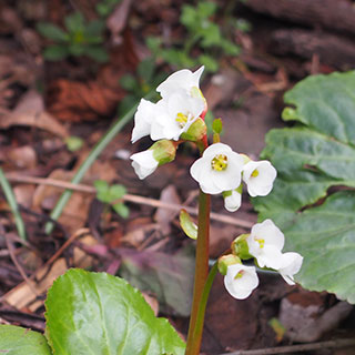 bergenia cordifolia snowtime